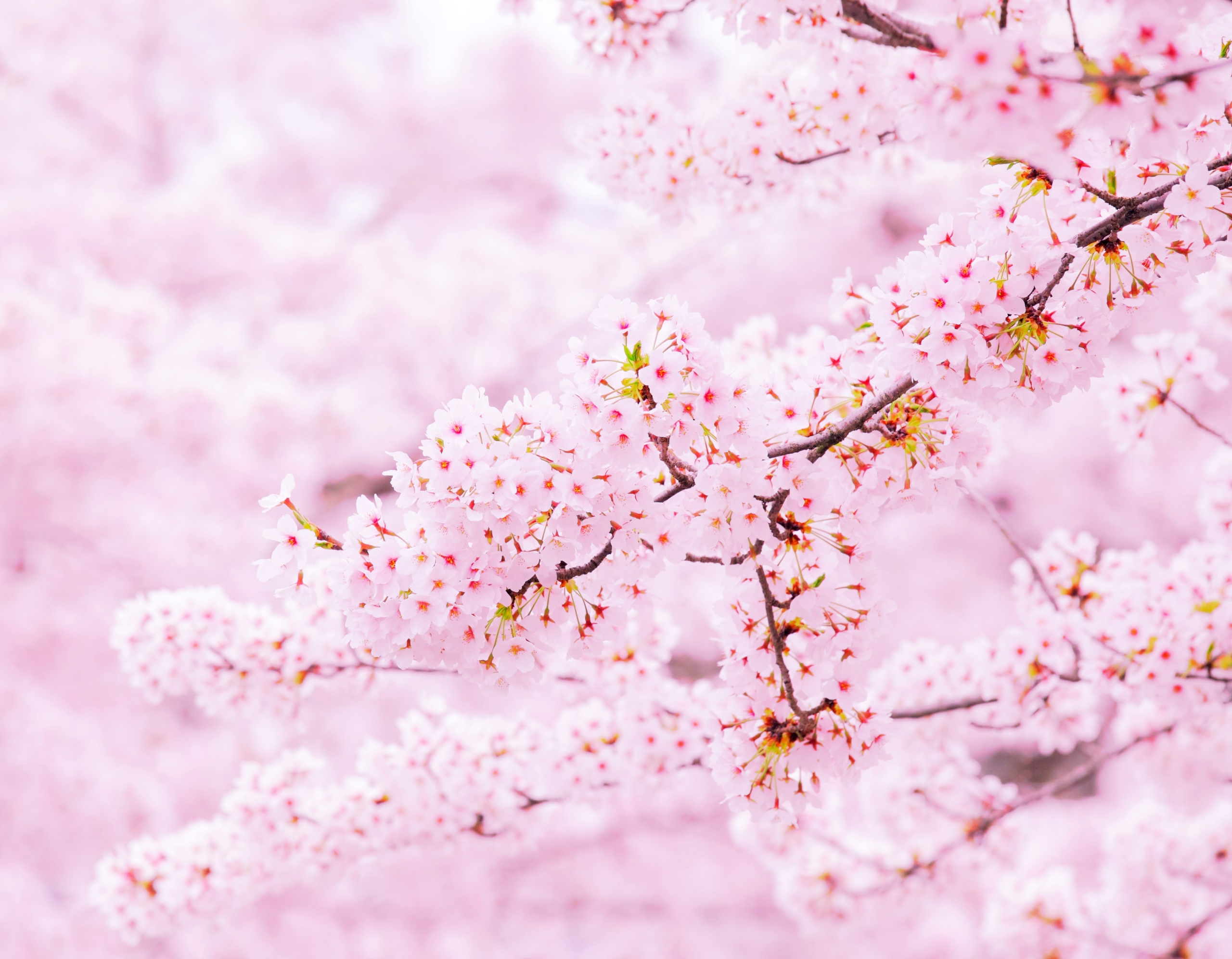 Sakura tree
