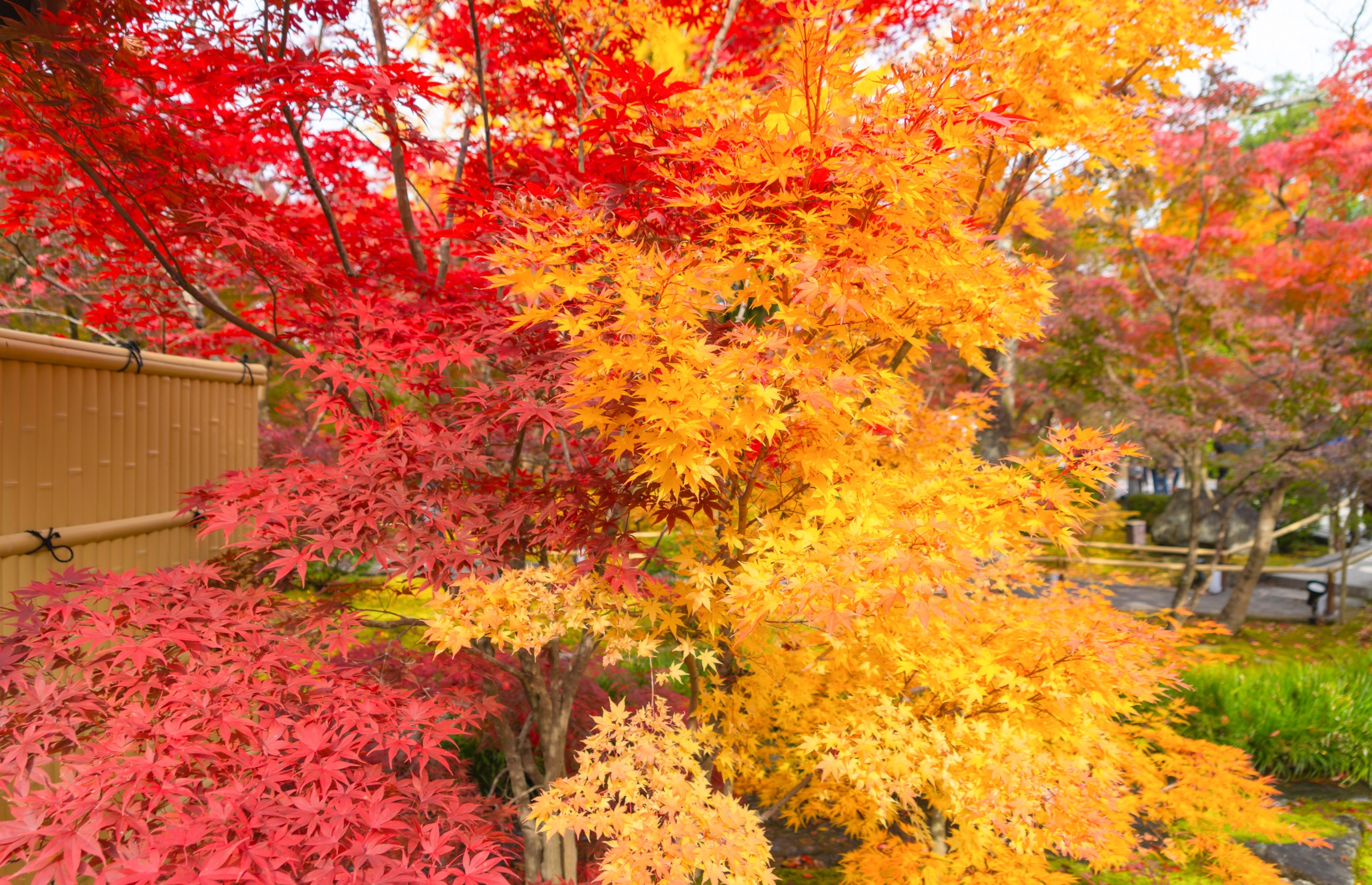 Red maple leaves or fall foliage in colorful autumn season, Yamanashi. Five lakes. Trees in Japan
