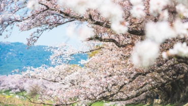 Τα καλύτερα μέρη για άνθη κερασιάς στην Ιαπωνία (Sakura Guide)