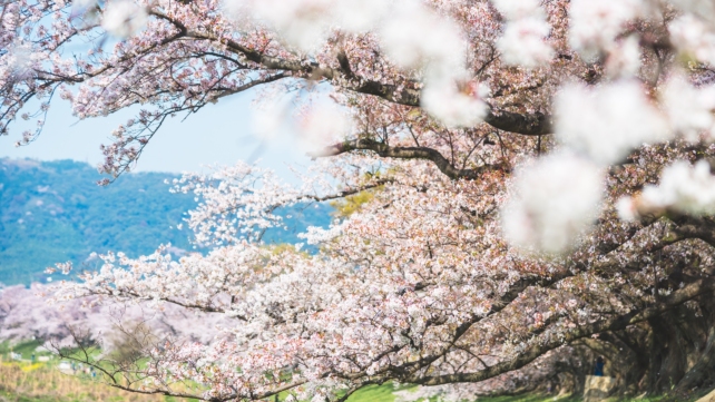 Τα καλύτερα μέρη για άνθη κερασιάς στην Ιαπωνία (Sakura Guide)